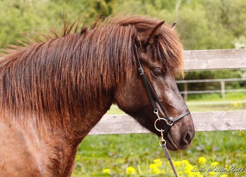 Tyja (2).jpg - Tyja fra Stora-Hofi